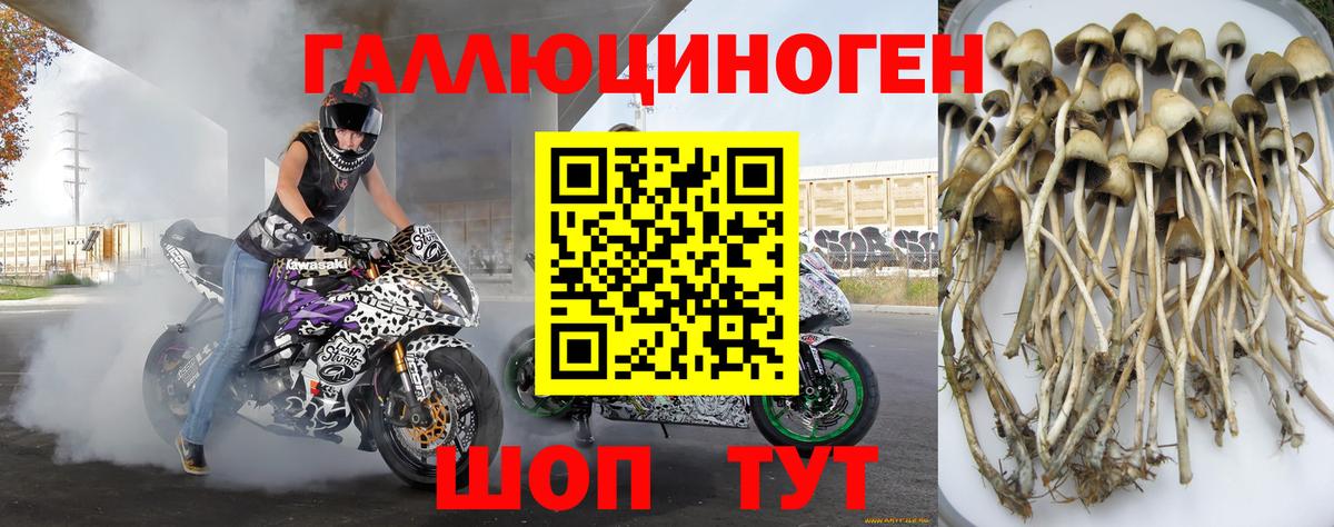 Галлюциногенные грибы Psilocybe  Вход с VPN  продажа наркотиков  Щёлково 